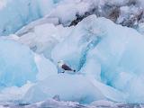 Svalbard 010