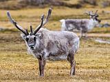 Svalbard 021