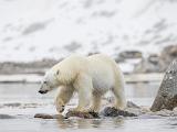 Svalbard 054