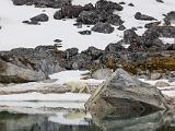 Svalbard 060