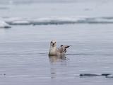 Svalbard 068