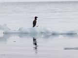 Svalbard 069
