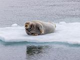 Svalbard 088