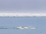 Svalbard 092