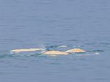 Svalbard 095