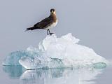 Svalbard 098