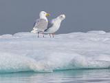 Svalbard 102