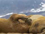 Svalbard 112