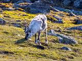 Svalbard 123