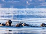 Svalbard 161