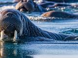 Svalbard 163