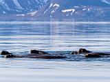Svalbard 164