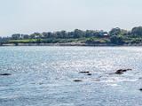 Newport 010