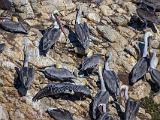 A Point Lobos 001