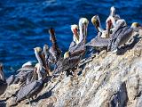 A Point Lobos 002