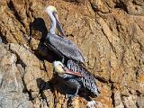 A Point Lobos 003