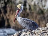 A Point Lobos 004