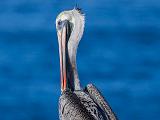 A Point Lobos 005