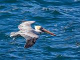 A Point Lobos 007