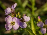 D Mendocino Headlands 003