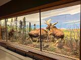 B AMNH 010