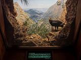 B AMNH 013