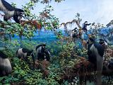 B AMNH 018