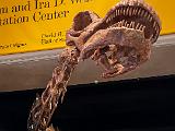 B AMNH 021