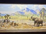 B AMNH 023