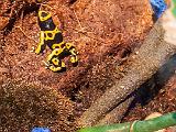 B AMNH 024