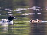 Loons 004