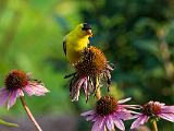 Goldfinch 001