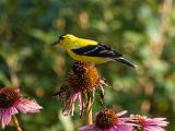 08-C American Goldfinch