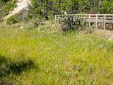 Indiana Dunes 005