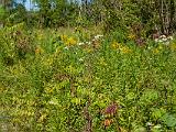 Indiana Dunes 014