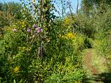 Indiana Dunes 015