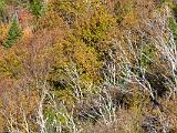 Foliage 009