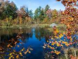 Foliage 010