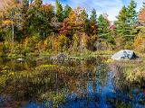 Foliage 011