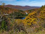 Foliage 012
