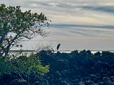 Everglades 003