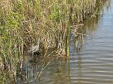 Everglades 016