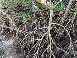 Everglades 019