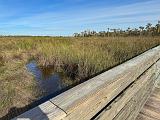Everglades 021
