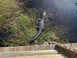 Everglades 024