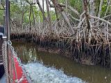 Everglades 029