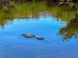 Everglades 032