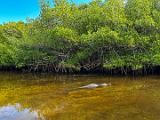 Everglades 033