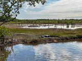 Everglades 035
