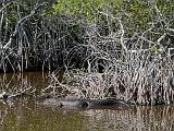 Everglades 037